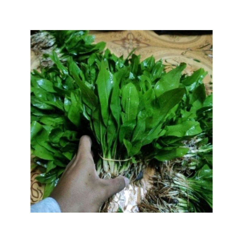 tanaman aquascape Amazon sword-echidonorus Amazon sword (tanaman air/