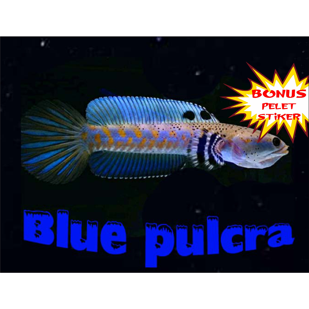 Blue Pulchra 8-10cm |channa chana |fulldot |Full yellow spot |jackfish|