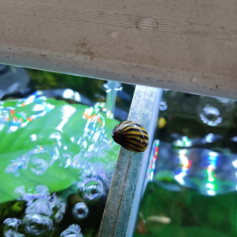 Hiasan Aquarium Keong Tanduk Turbo