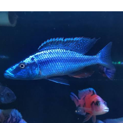 Jendra african cichlid 8cm