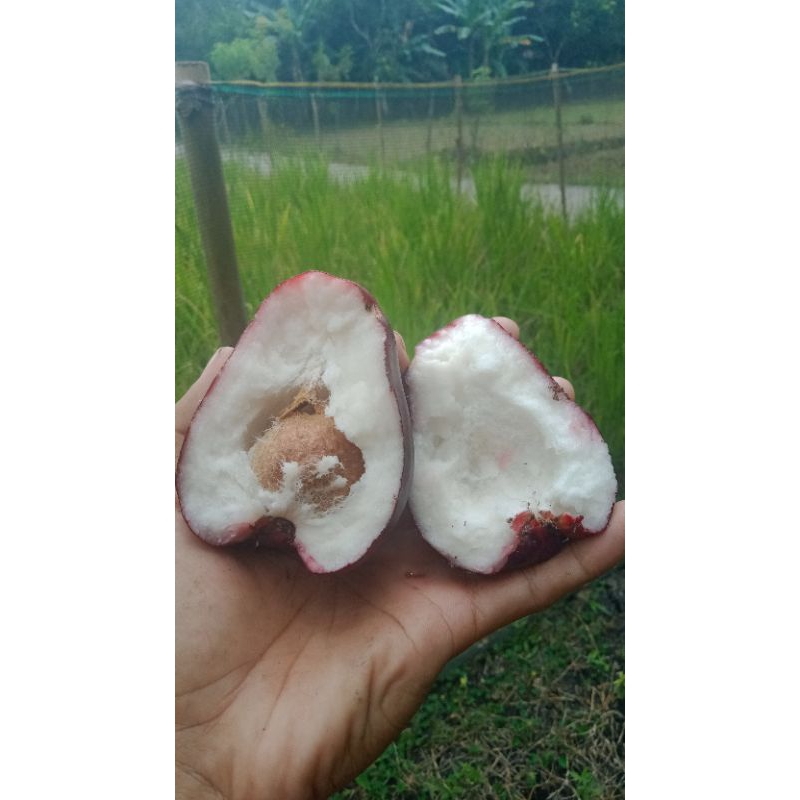 

jambu air/jambu jamaika/jambu darsono