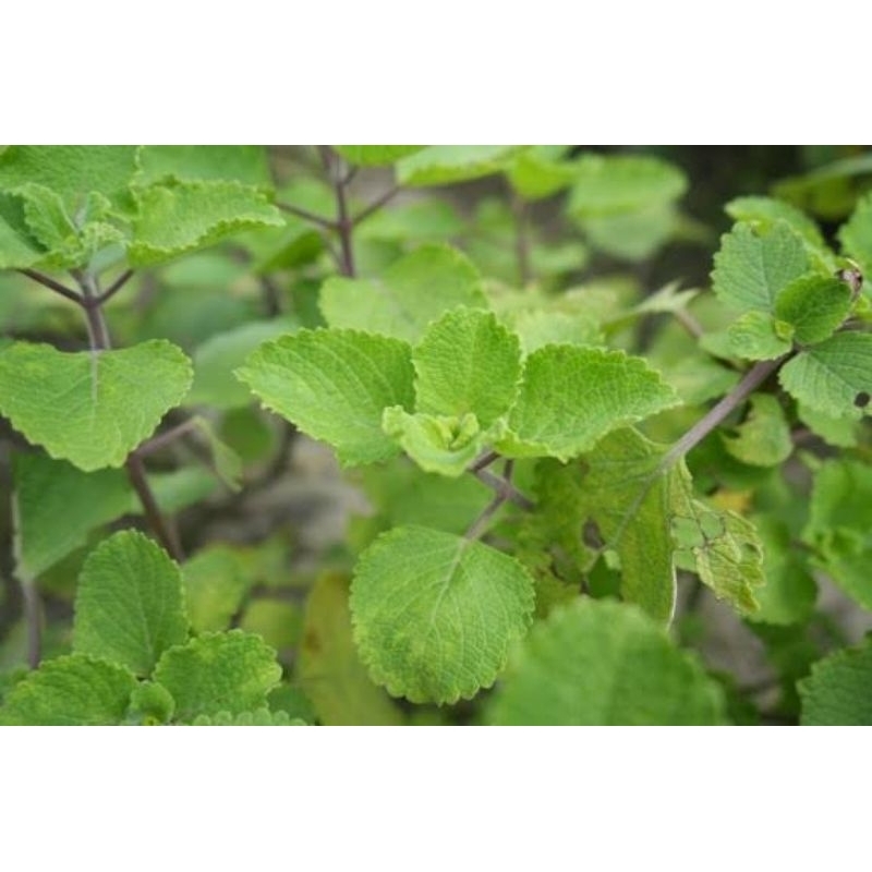 

Daun bangun bangun torbangun bahan penelitian