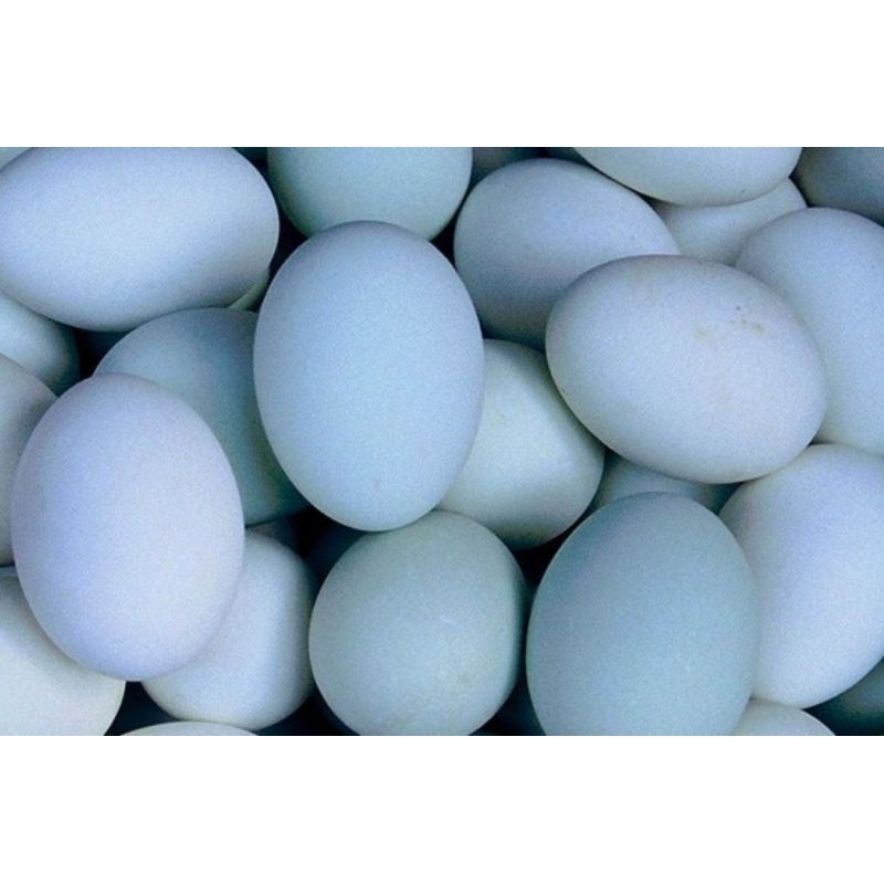 Telur Bebek Putih dan Biru Premium Fresh Dari Kandang PROMO (Mentah)