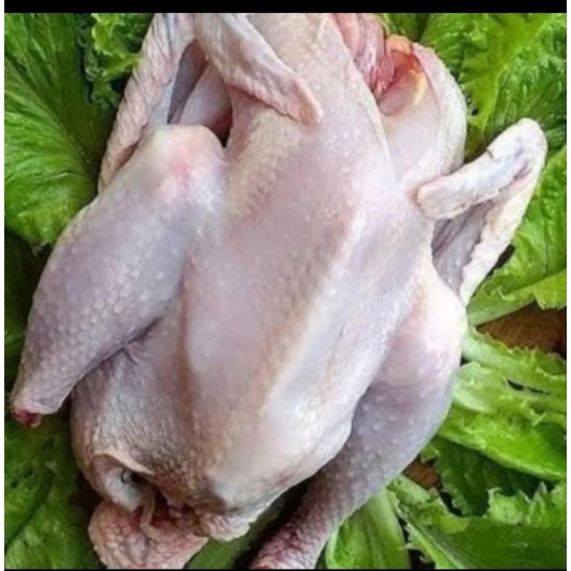 ayam kampung mentah plus ati ampela