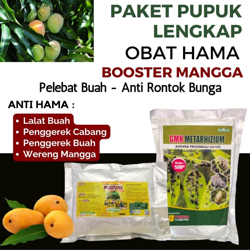 Obat Ulat Pohon Mangga, Pupuk Mangga Agar Cepat Berbuah, Pupuk Booster Pelebat Buah Mangga