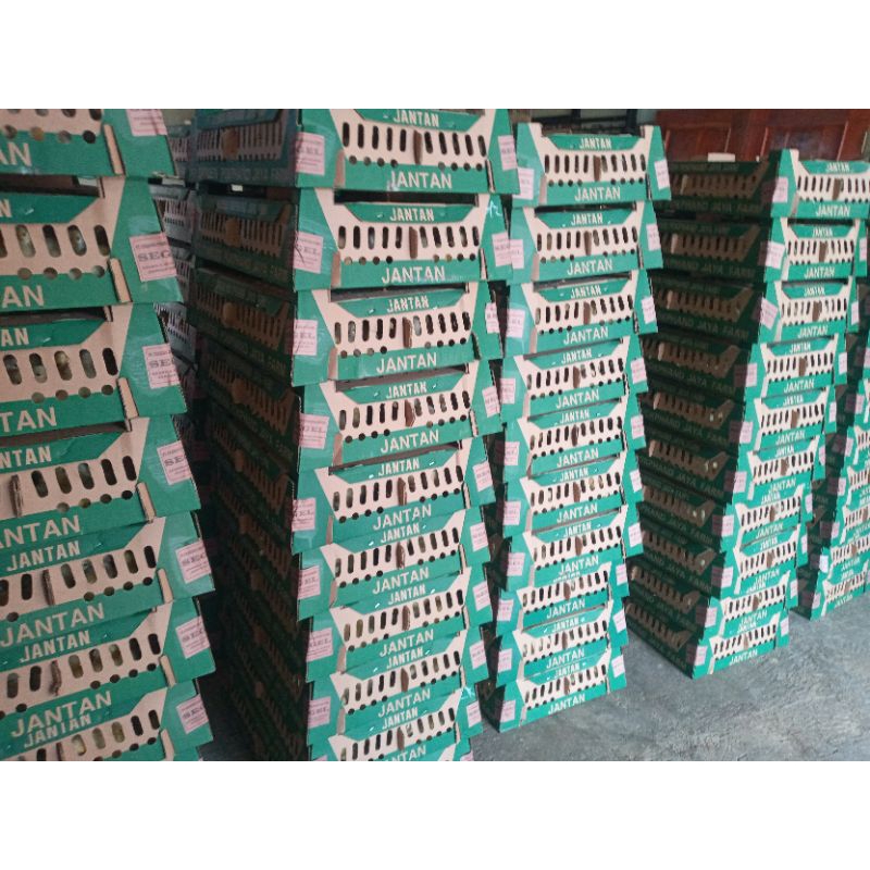 Doc ayam pejantan layer