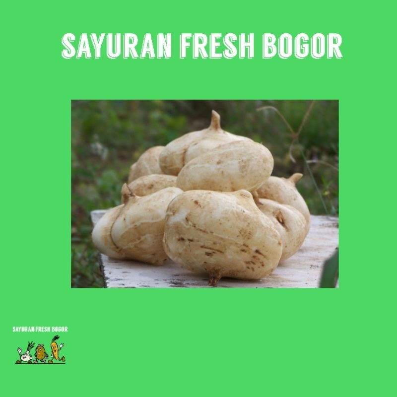 

Bengkoang Manis ( 500 Gram ) | Sayuran Fresh Bogor