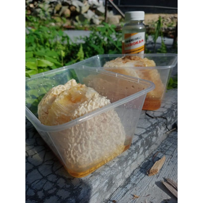 

MADU SARANG HUTAN TERBAIK