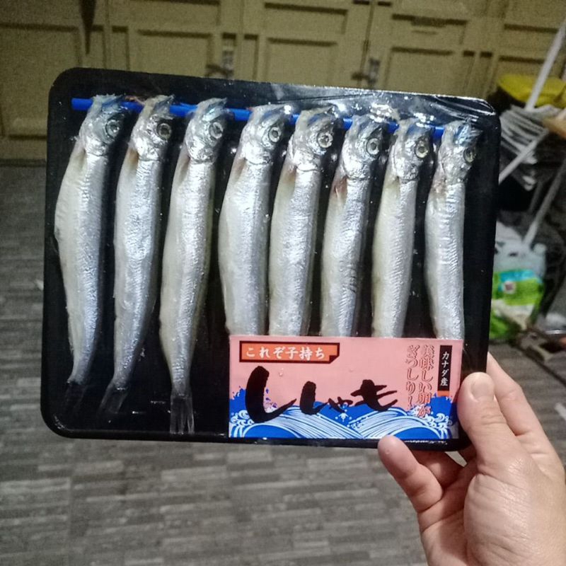 ikan shisamo/ikan capelin