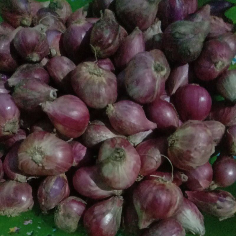 

bawang merah brebes ukuran besar 1kg