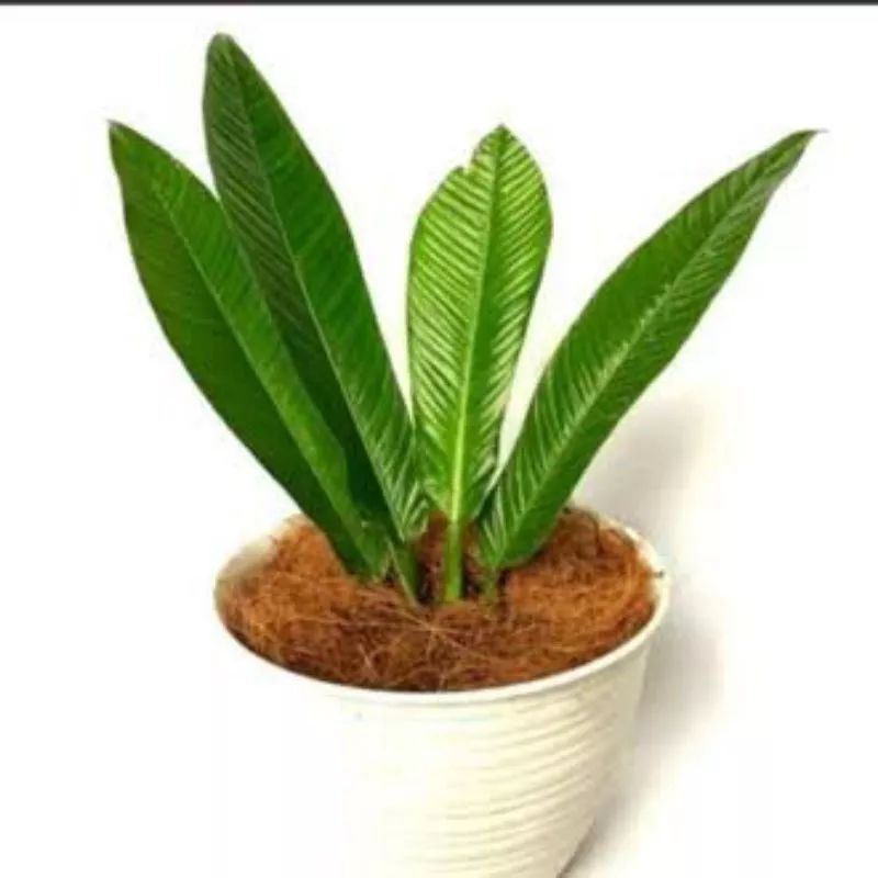 Tanaman Philodendron Linet