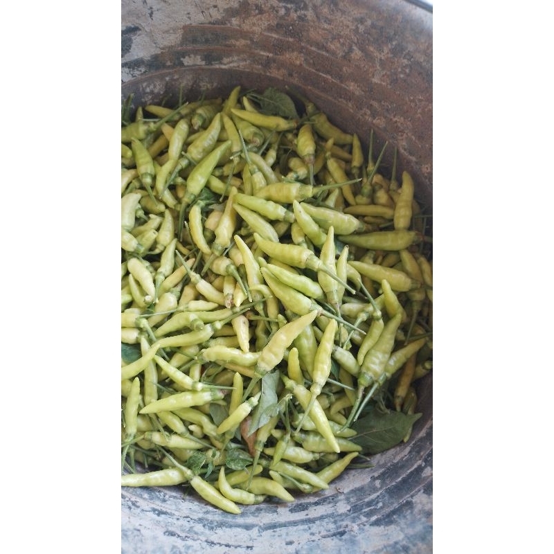 

cabe rawit