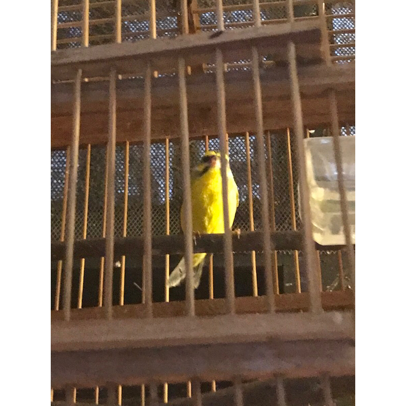 Burung Mozambik Jantan