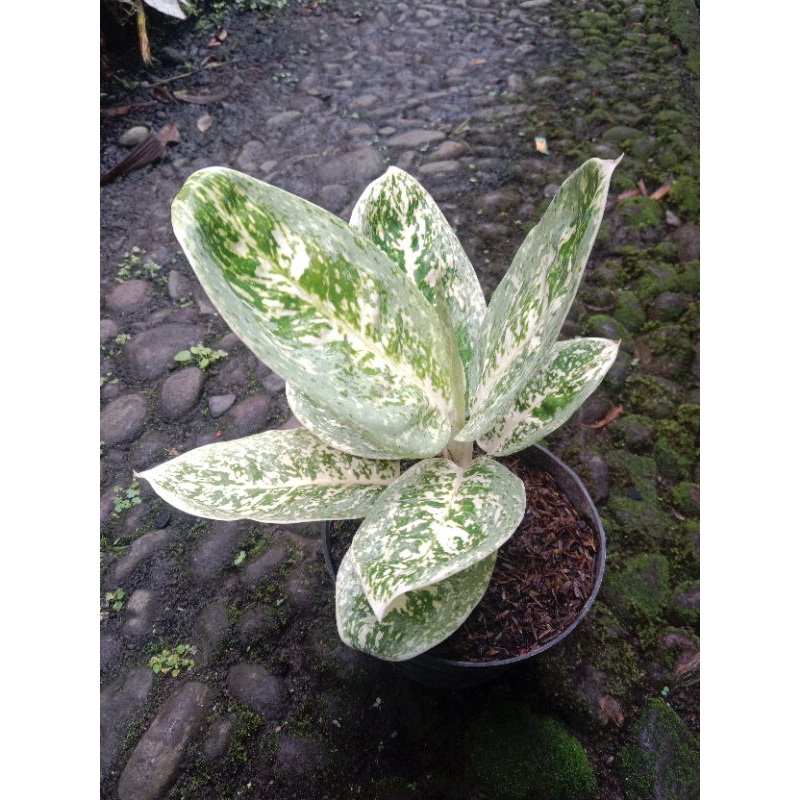 Aglonema Milky Way Tanaman Hias Estetik