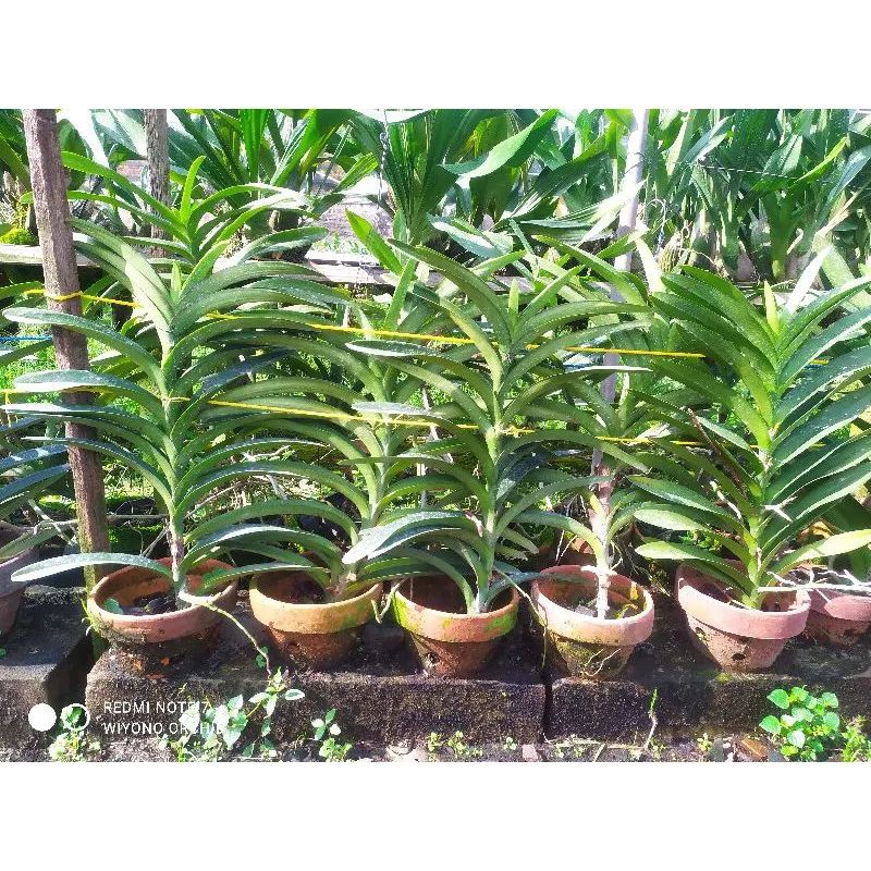 anggrek vanda mokara/aranda