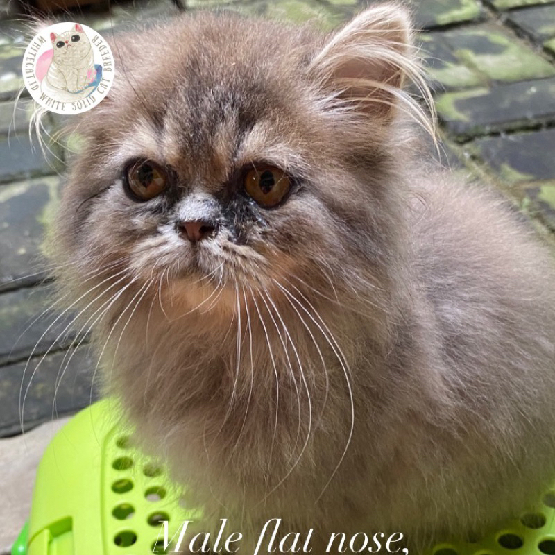 ADOPTED  boneka hidup kucing persia flatnose jantan blue / abu warna favorite