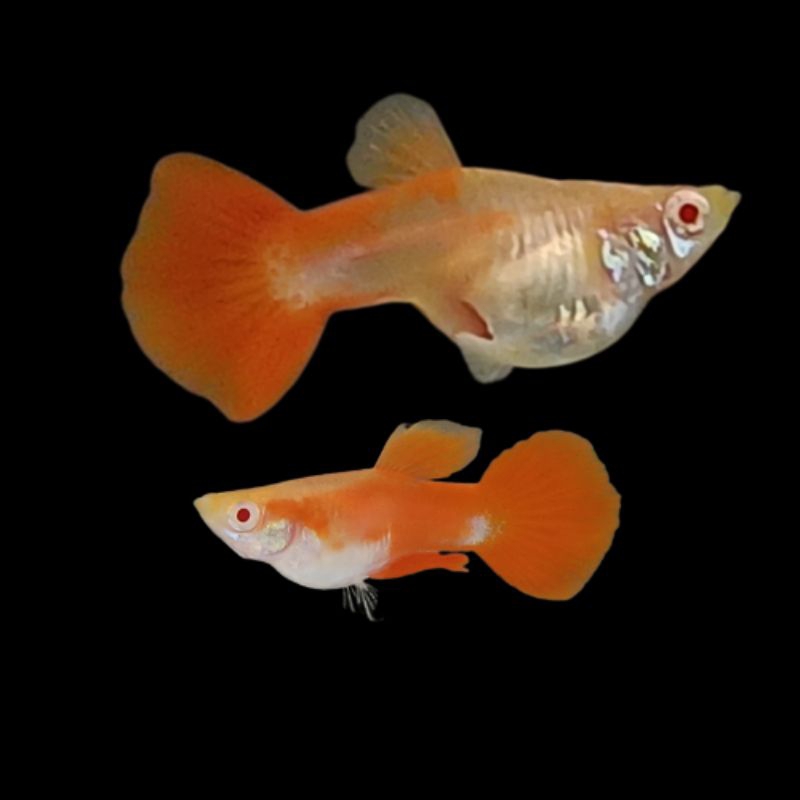 

kardus packing-albino short body