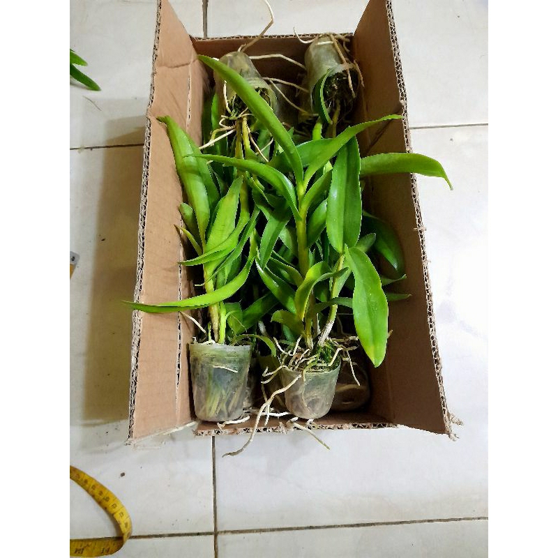 anggrek dendro
