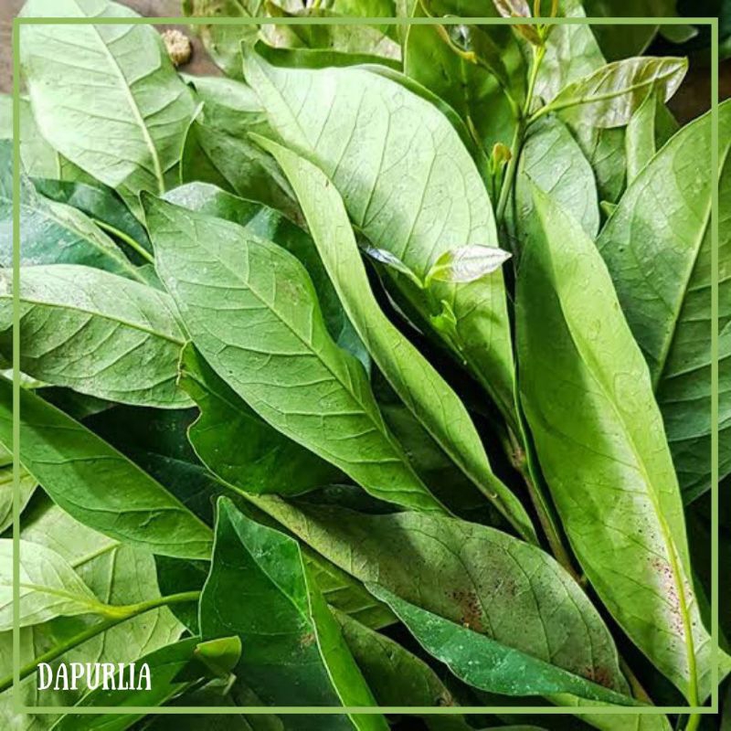 

Daun Salam Segar 1 Ikat PO 1 HARI