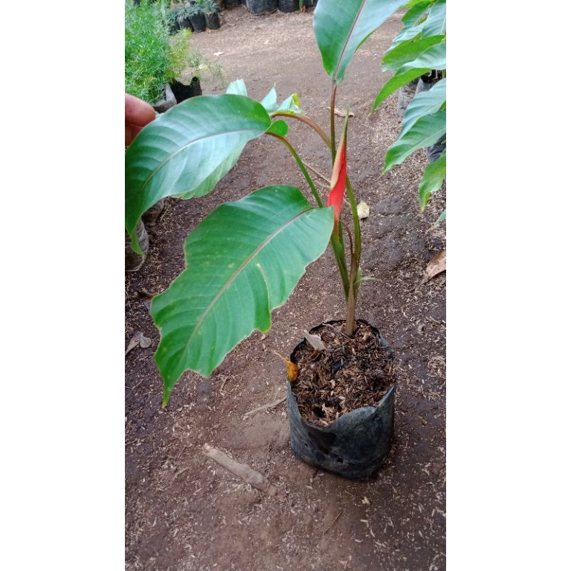 Tanaman hias heliconia Betet