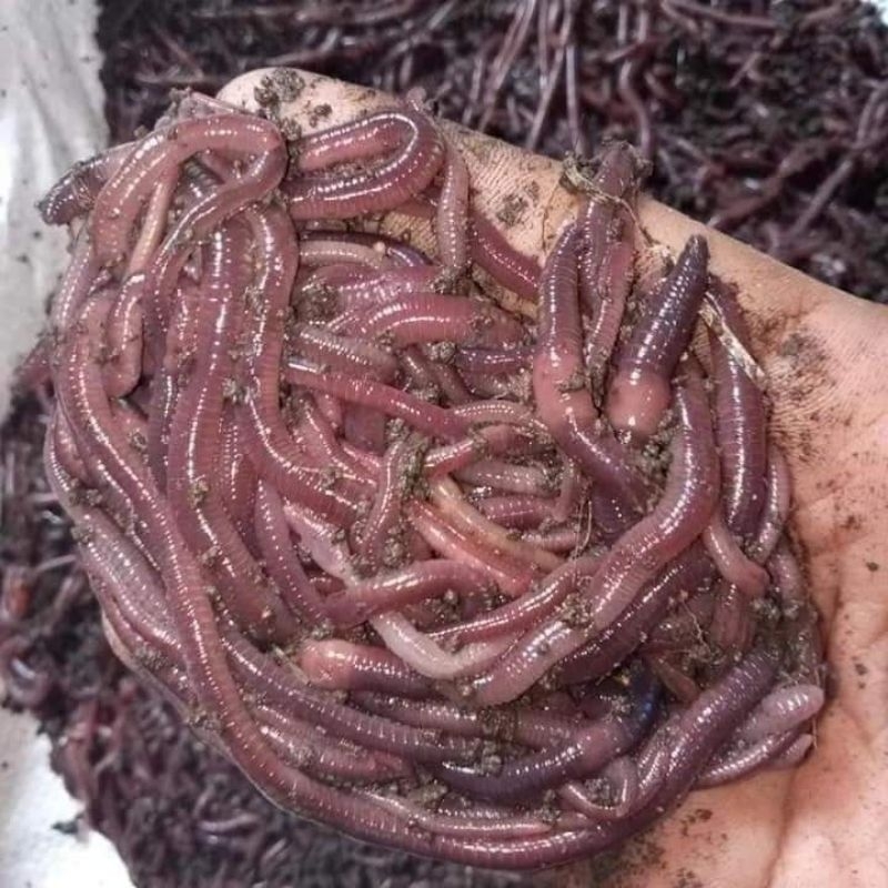 250 GRAM Cacing Merah Cacing Anc Cacing Tanah