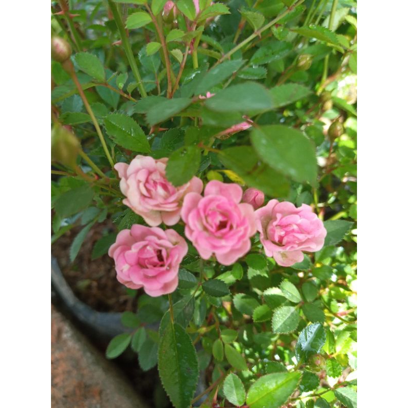 Mawar Merah | BABY ROSE