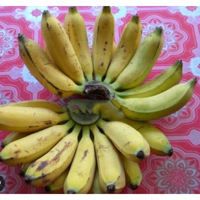 

RAJANYA PISANG . PISANG RAJA di kirim yang setengah matang harga / kg