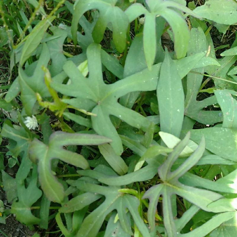 

DAUN TELO per ikat