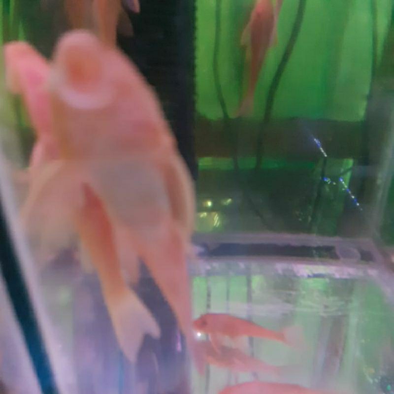 IKAN pembersih kaca albino ikan sakarmut 9cm+-