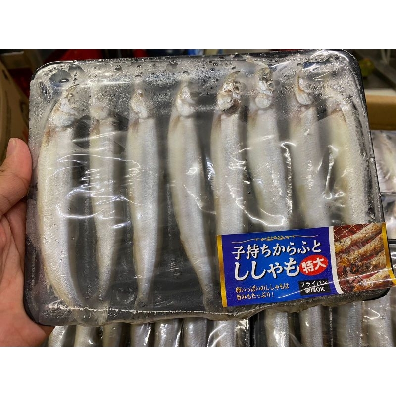 

ikan sashimo/ikan cipung