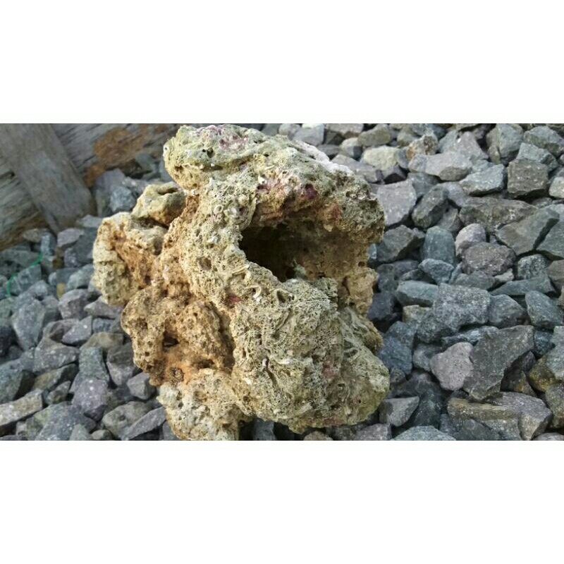 Rumah ikan akuarium batu karang bolong goa