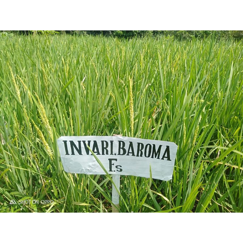 

Padi Baroma