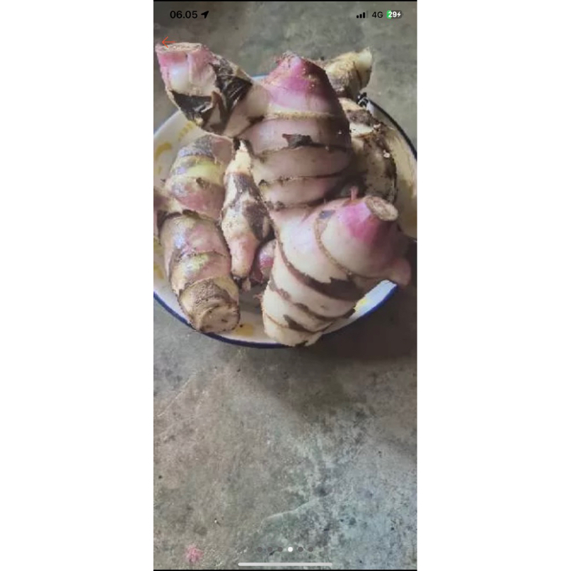 

NOB UMBI GANYONG MERAH 1kg