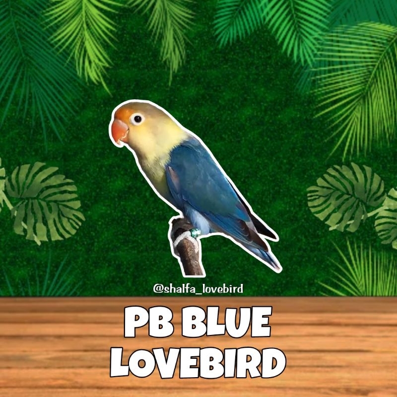 LOVEBIRD PB BLUE JANTAN/BETINA PAUD DAN DEWASA