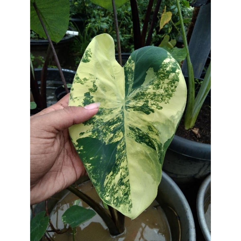 colocasia yellow splash