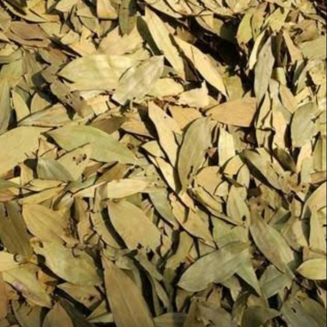 

HERBAL DAUN KAYU MANIS KERING TERBAIK -500 GRAM