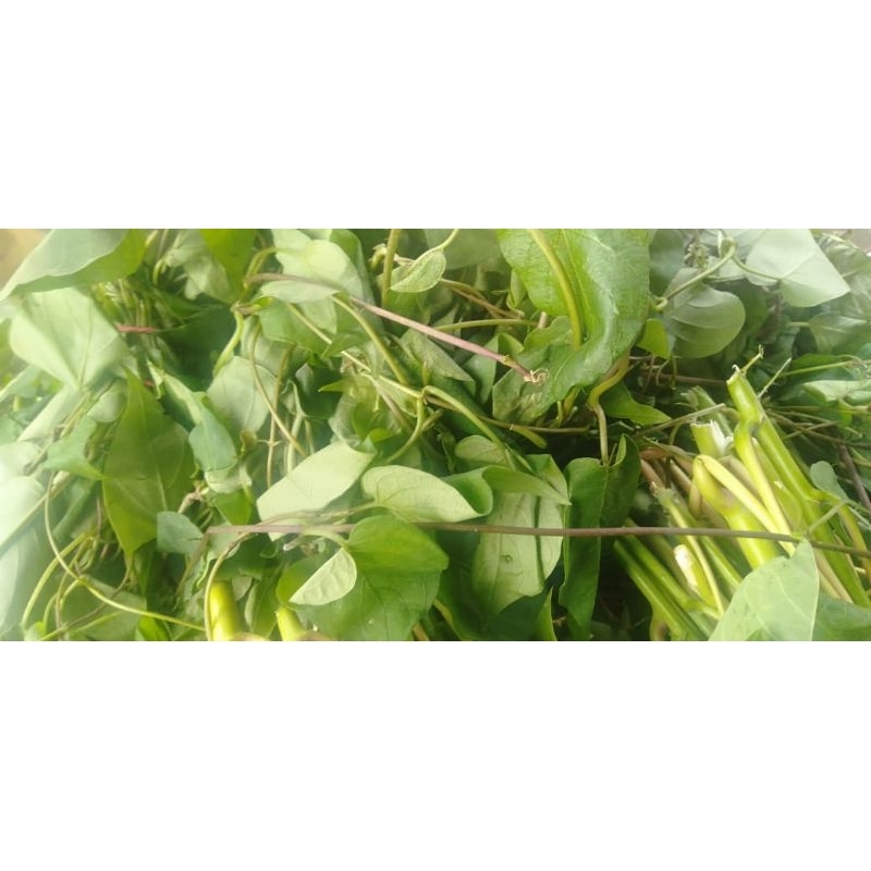 

DAUN SEMBUKAN SIMBUKAN PETIK SEGAR ikat