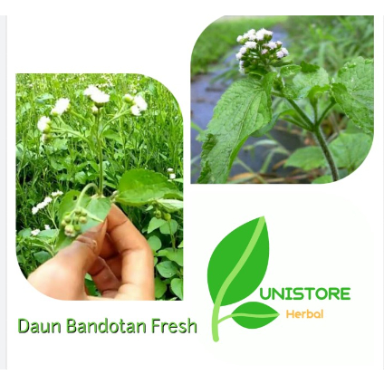 

Daun Bandotan fresh [100gr]