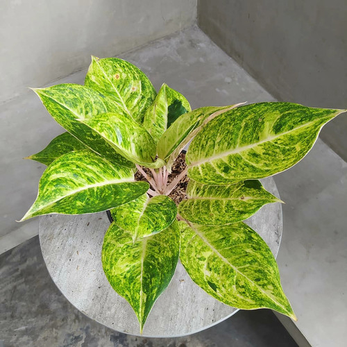 Aglonema claudia//tanaman hias cantik murah meriah//aglonema hias claudia//aglo claudia//aglonema cl