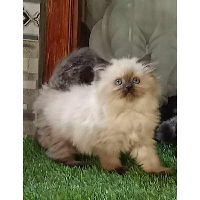 Kucing kitten Himalaya super gembul
