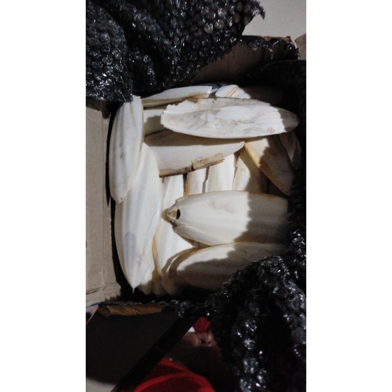 tulang sotong asinan kenari (3 pcs)