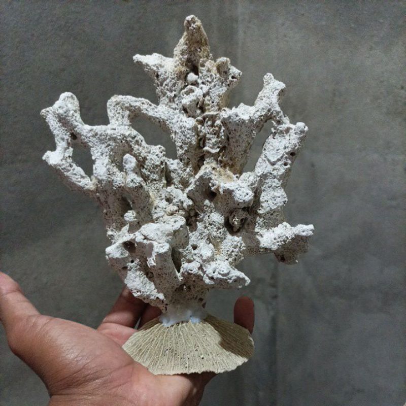 Batu karang batu karang laut batu karang aquarium tebing rangkai 1 cabang kesukaan ikan aquarium