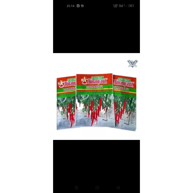 benih cabe besar darmais f1 10gr ori