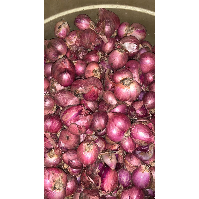 

Bawang Merah Lokal Tulungagung | Bawang merah Super Cross Kering panen Baru