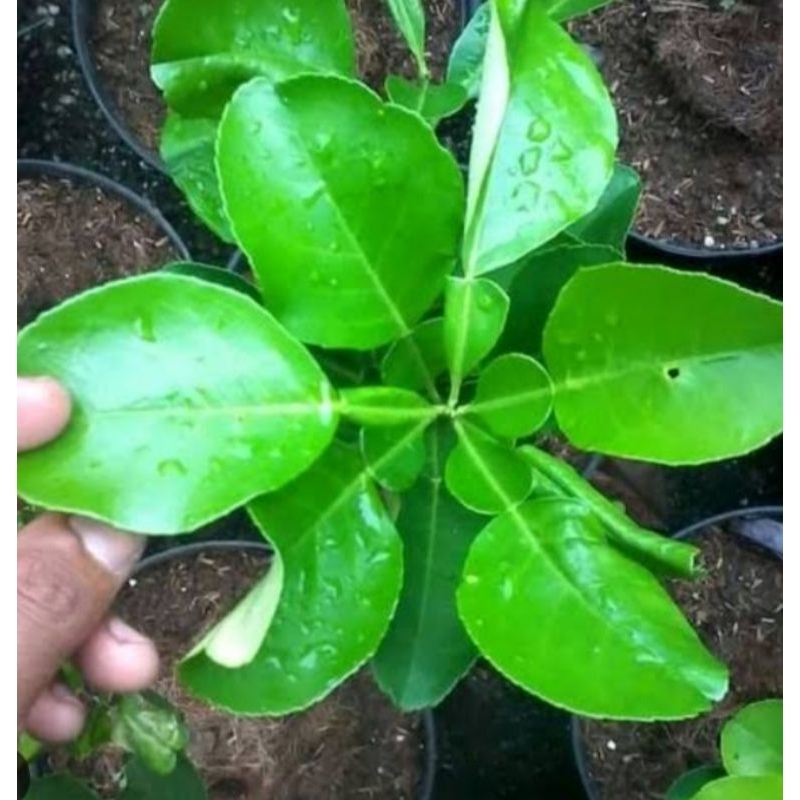 

DAUN JERUK BALI ,DAUN MUDA PILIHAN.MENGATASI JERAWAT / 150g