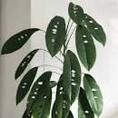 tanaman hias raphidopora foraminifera