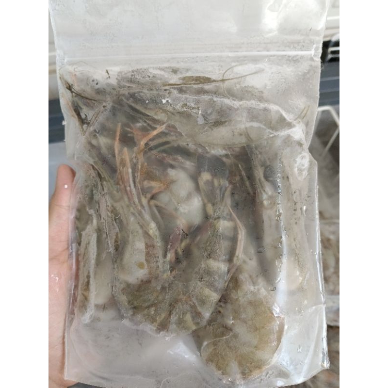 

Udang Beku untuk pakan ikan predator