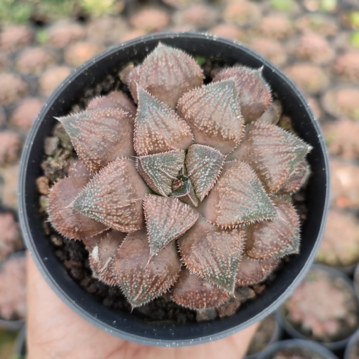 Haworthia Hakuma Coklat | DP 10cm