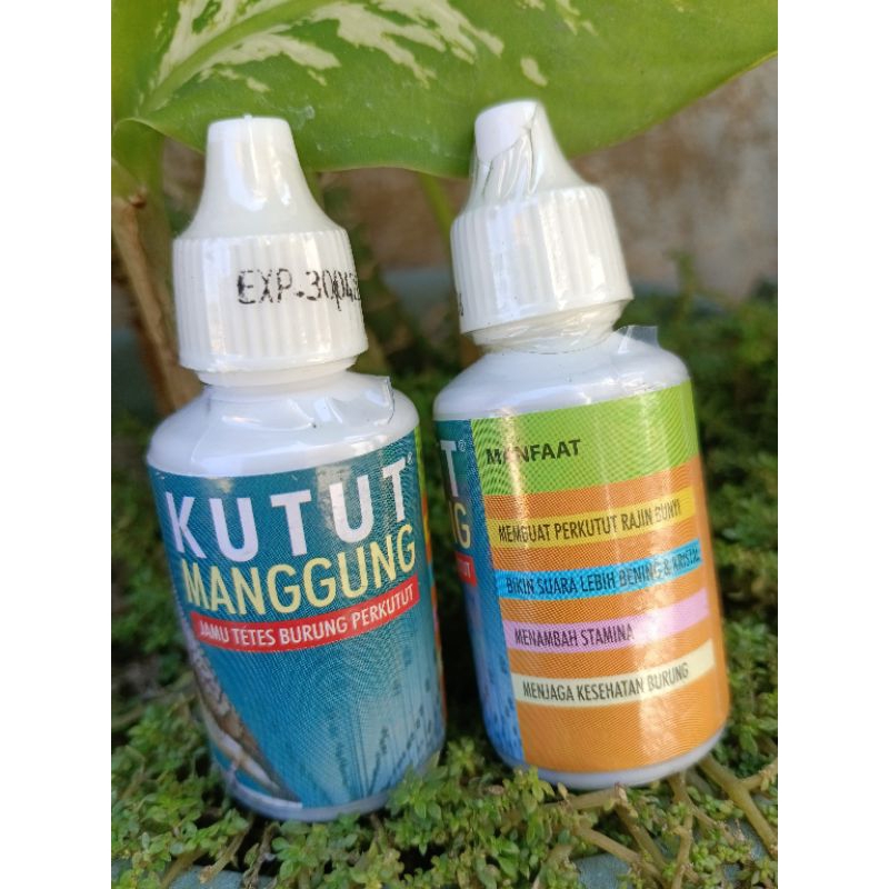 KUTUT MANGGUNG JAMU TETES BURUNG PERKUTUT GACOR