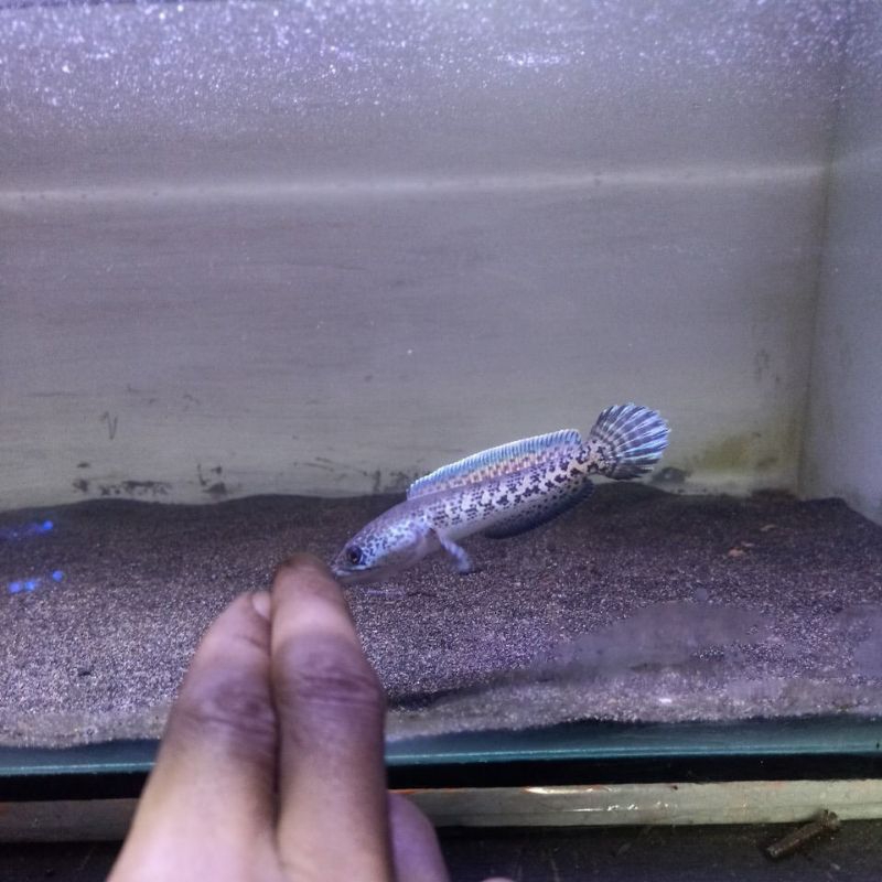 channa auranti size 12cm